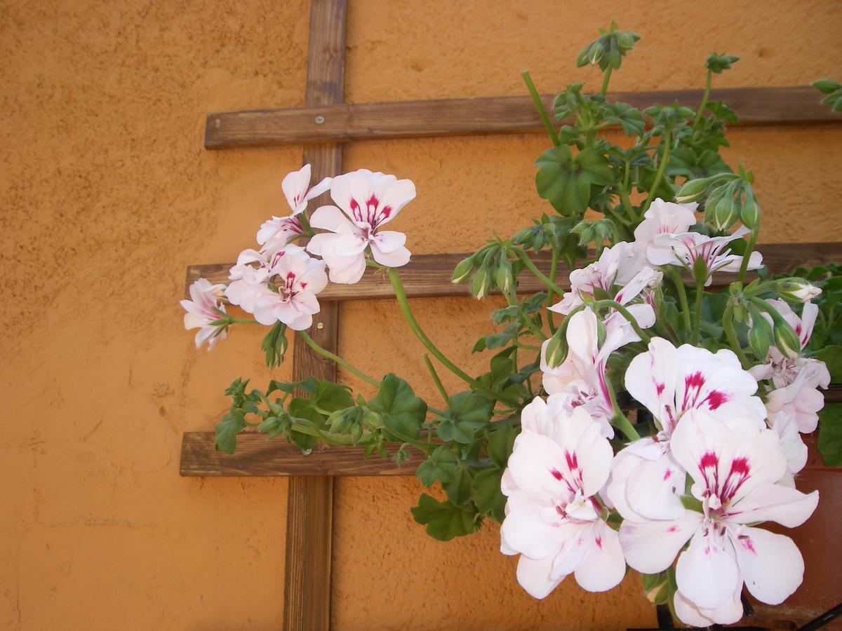 La Terrazza Del Borgo Bed & Breakfast Agrigento Exterior photo